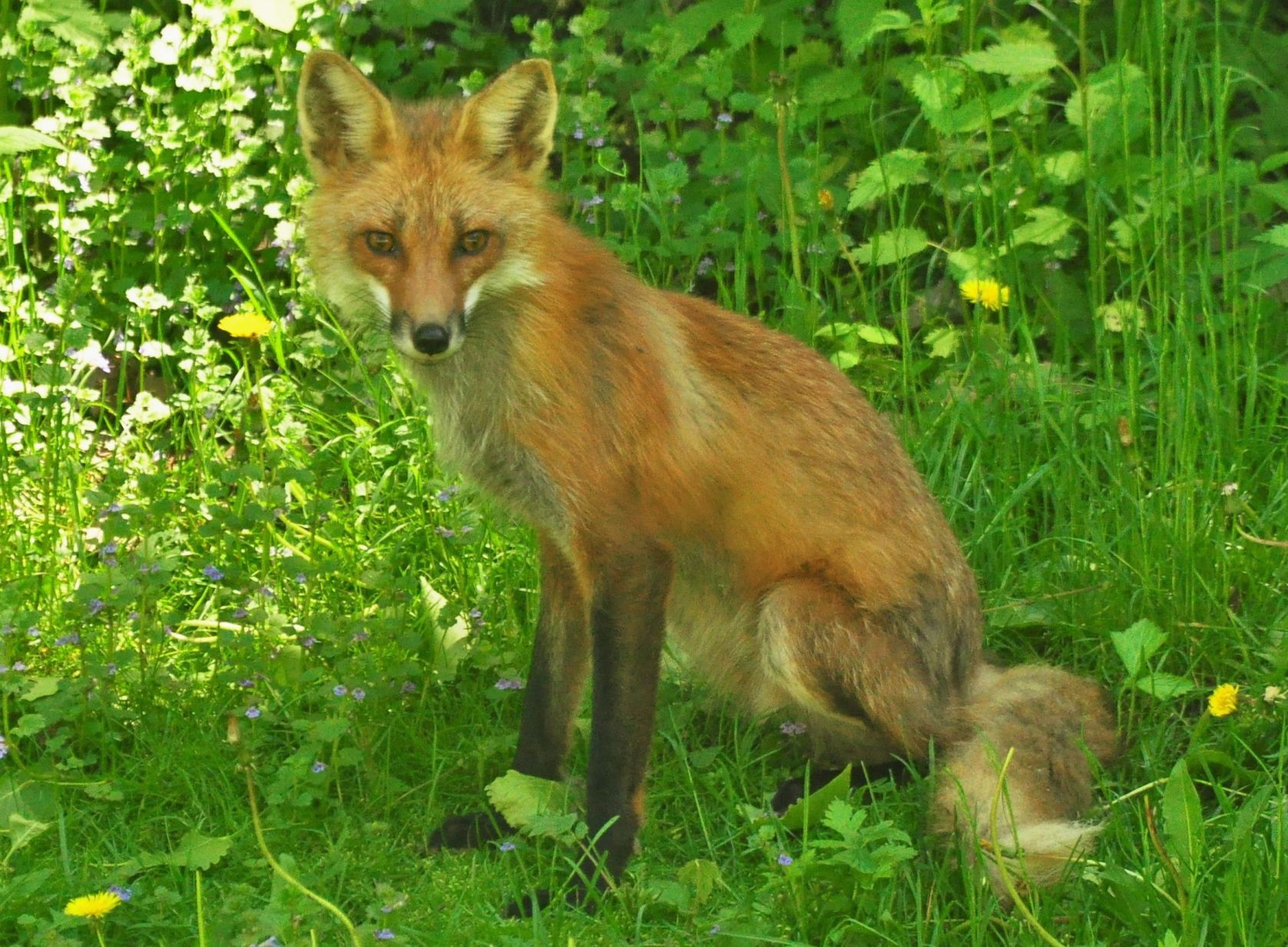 Red fox